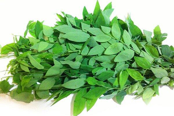 Hạt giống rau ngót lá nhỏ