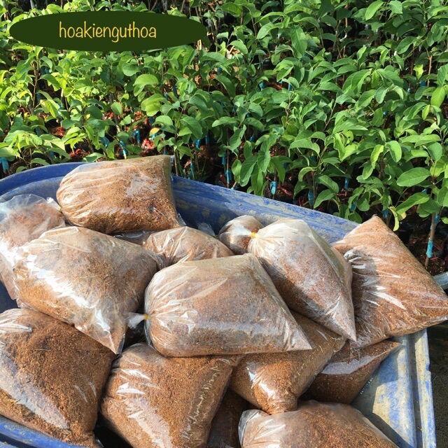Mụn xơ dừa trồng cây, trồng hoa, ươm cây