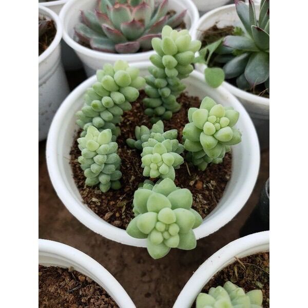 Sen đá ngọc size trung 5-7cm xuất vườn đà Lạt