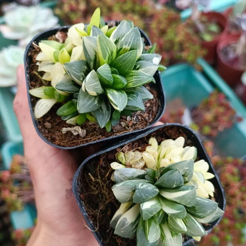(Mã Vip Pro) Sen đá Haworthia Restusa var nhiều đầu.