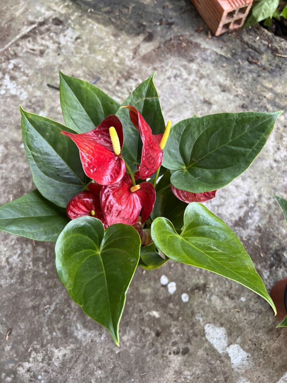 Cây hồng môn ( hình cây thật