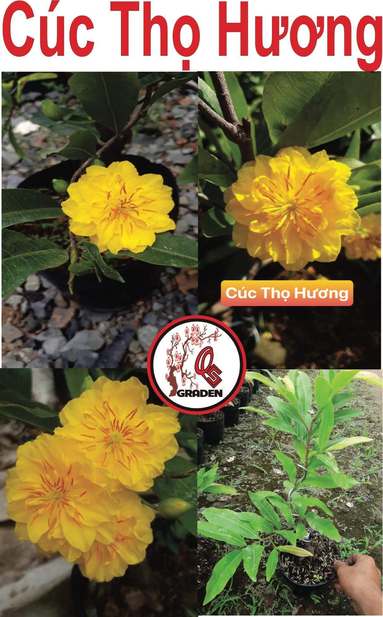 Hoa mai cúc thọ hương cây giống chuẩn