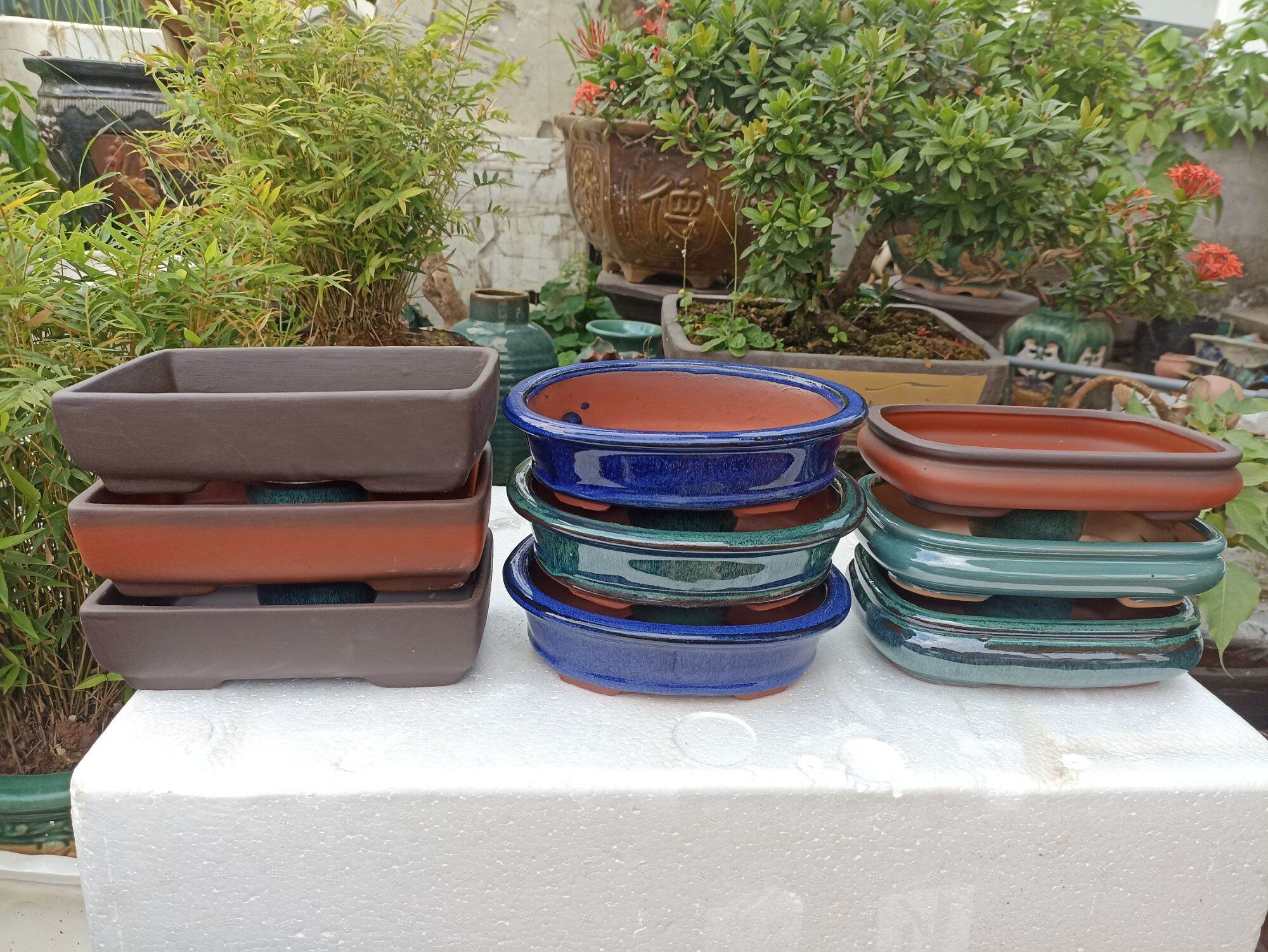 combo 9 chậu bonsai cao cấp
