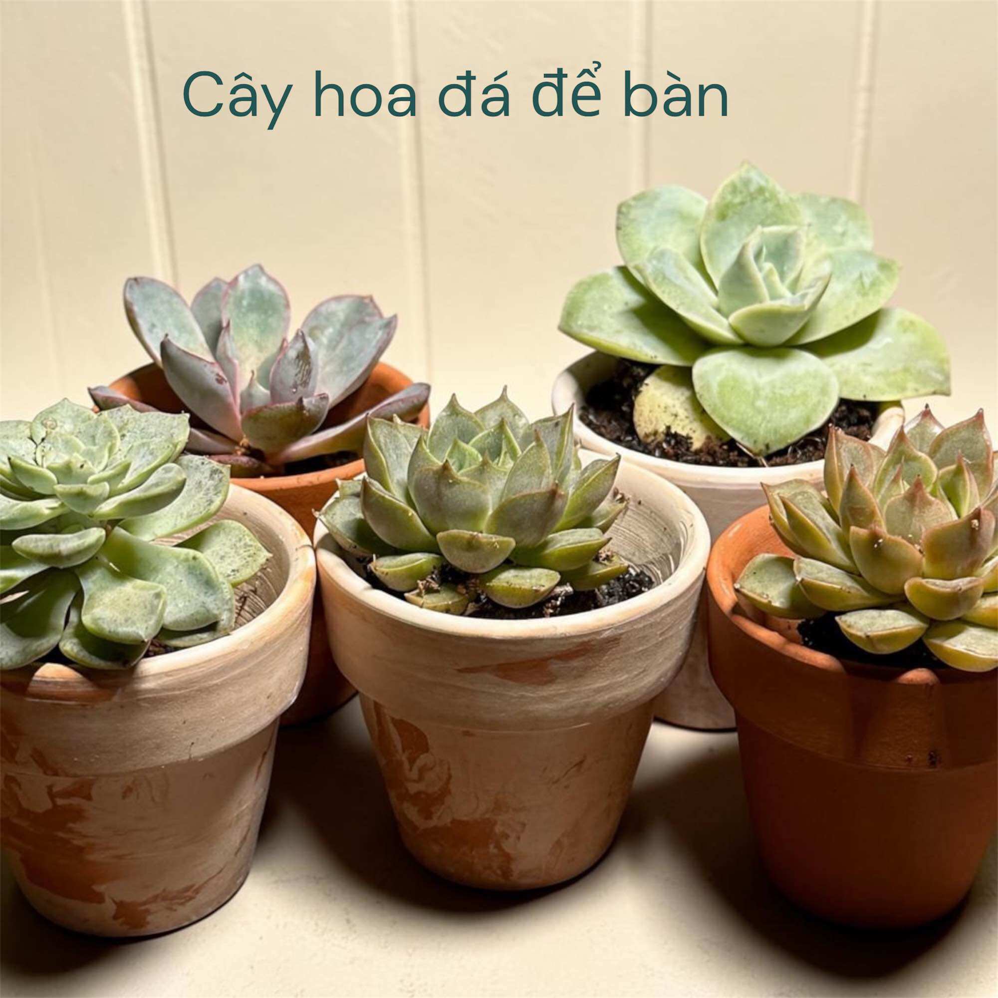 Cây sen đá cây mini mẫu ngẫu nhiên trang trí nội thất, tiểu cảnh bàn làm việc hoặc kệ sách