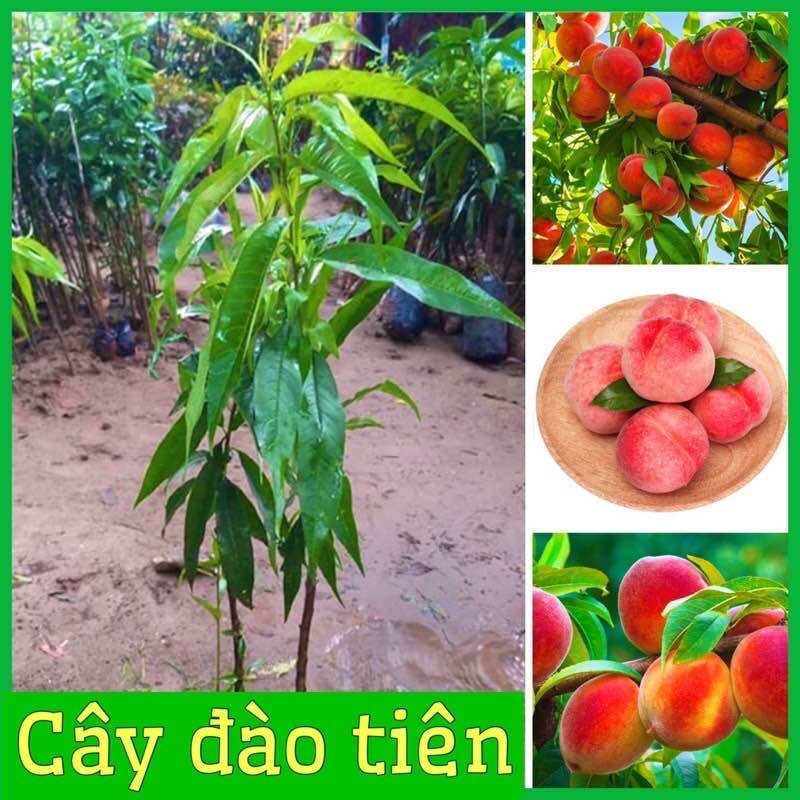 Cây đào tiên Nhật bản
