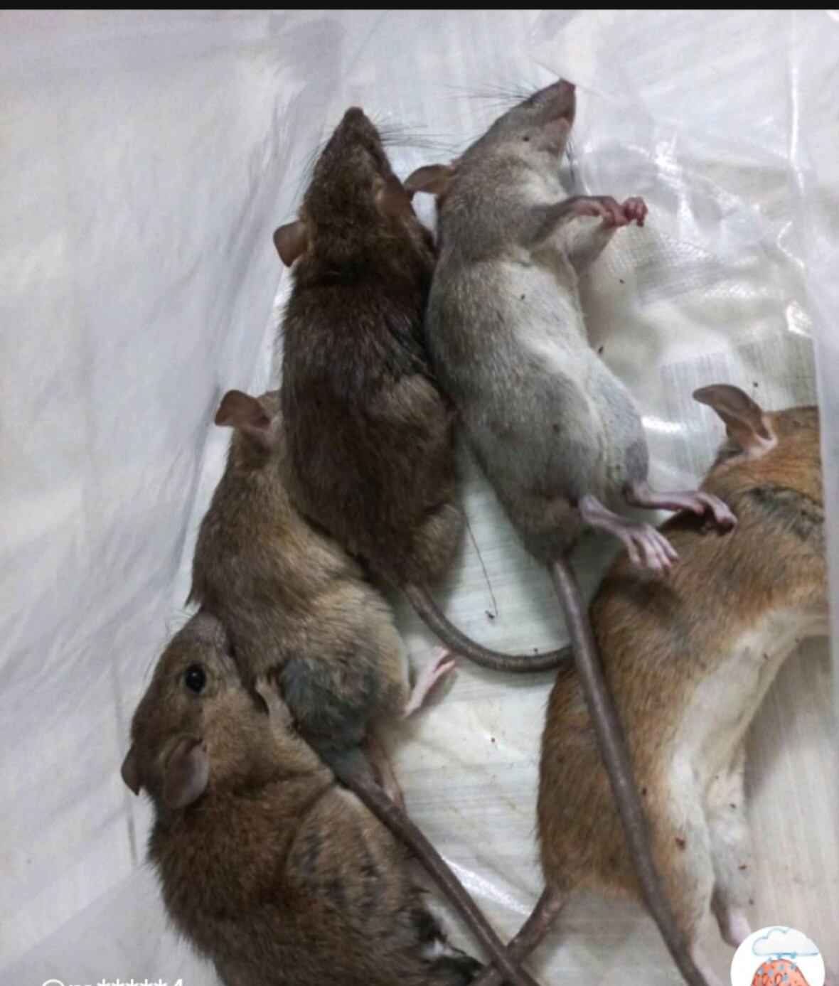 {10 NỌ }huốc diệt chuột 🐭🐭🐁🐁 loại cực độc chết tại chỗ (cẩn thận chó, mèo, gà ăn phải là chết)