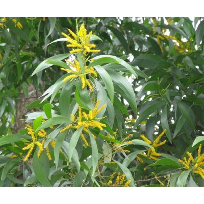 Cây tràm giống bông vàng