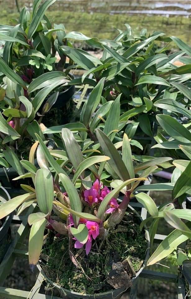 Hoa lan Hibiki hoa tết