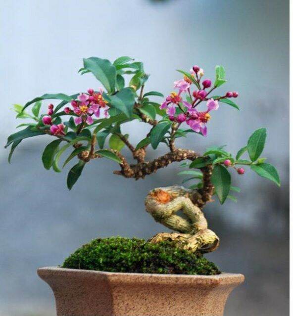Hồng Ngọc Mai bonsai mini