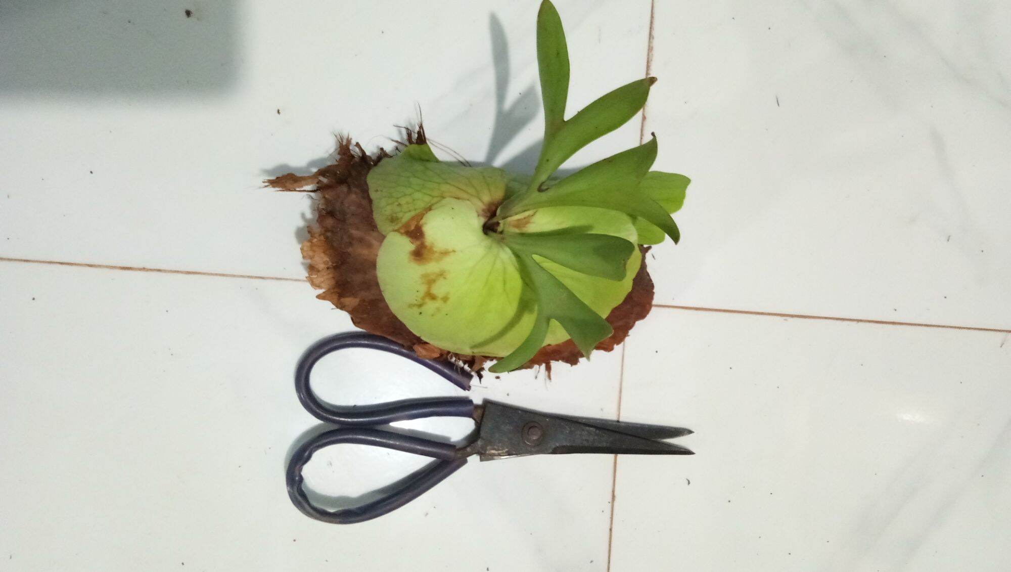 Cây ổ rồng