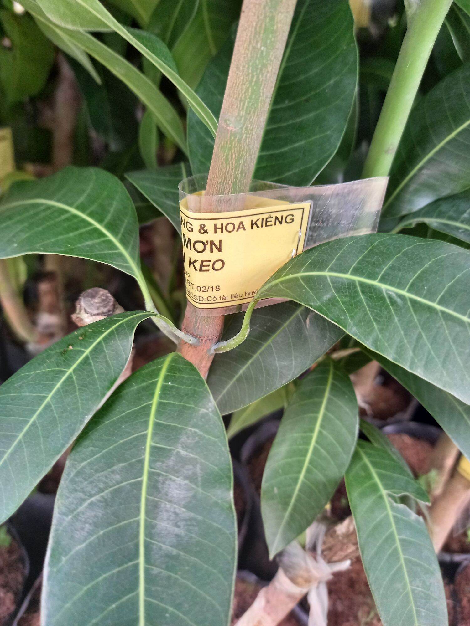cây xoài keo