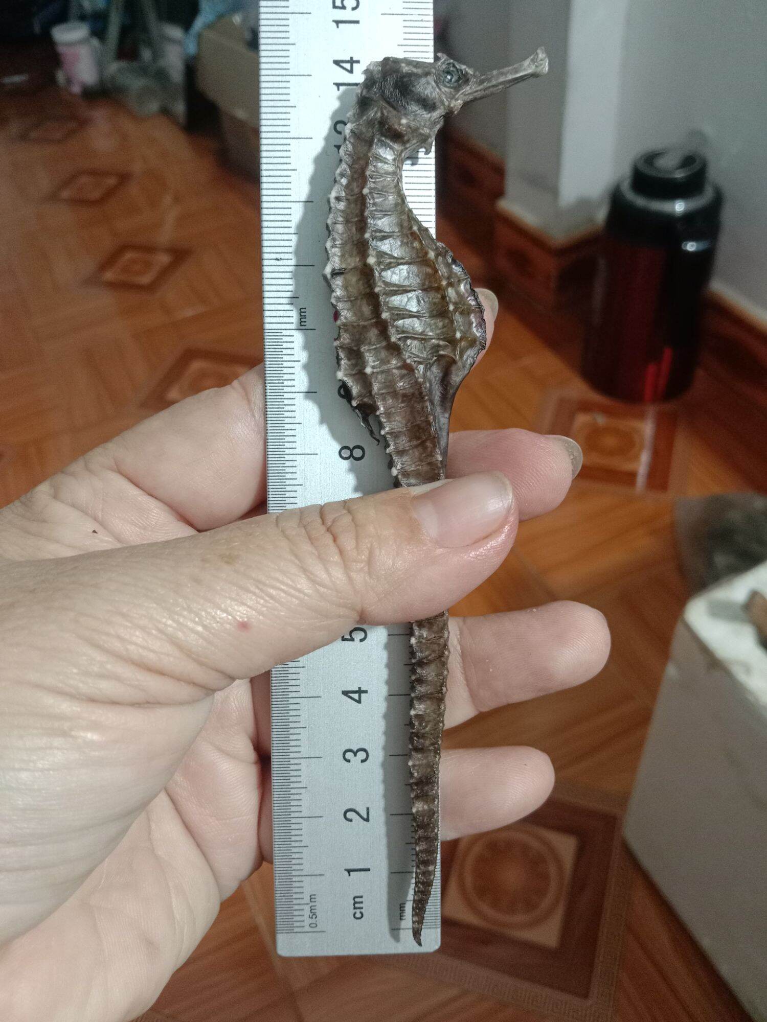 1 cặp cá ngựa khô 14cm to mập(2 con)