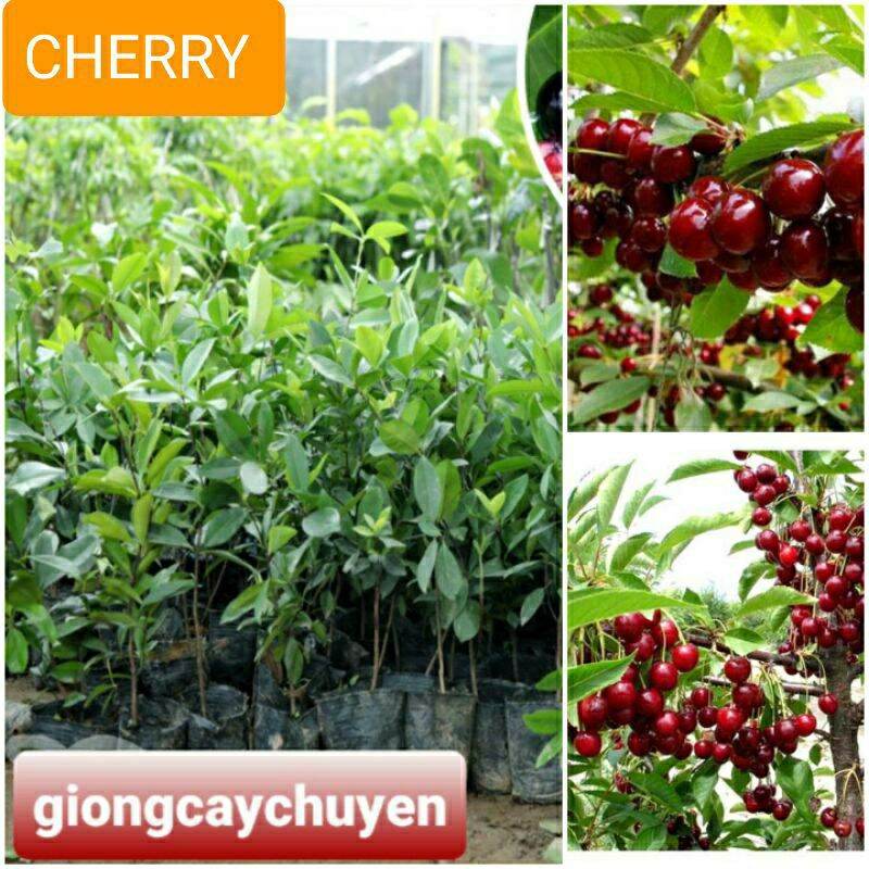 Cây giống cherry đỏ brazil