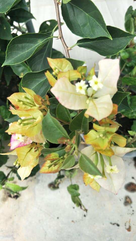 cây hoa giấy ghép (sufia)