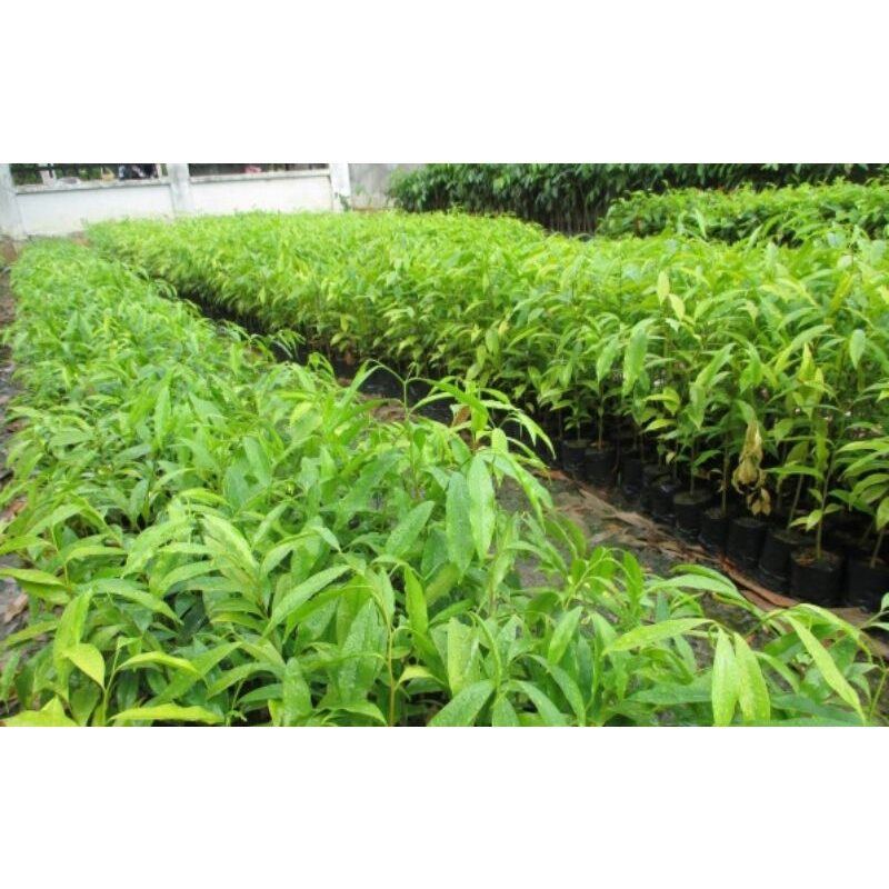Combo 4 cây dó bầu cao 70-90cm