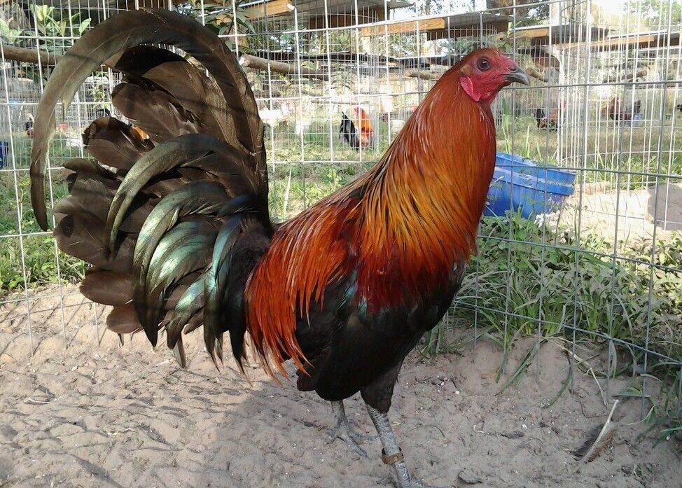 10 trứng gà mỹ dòng wingate