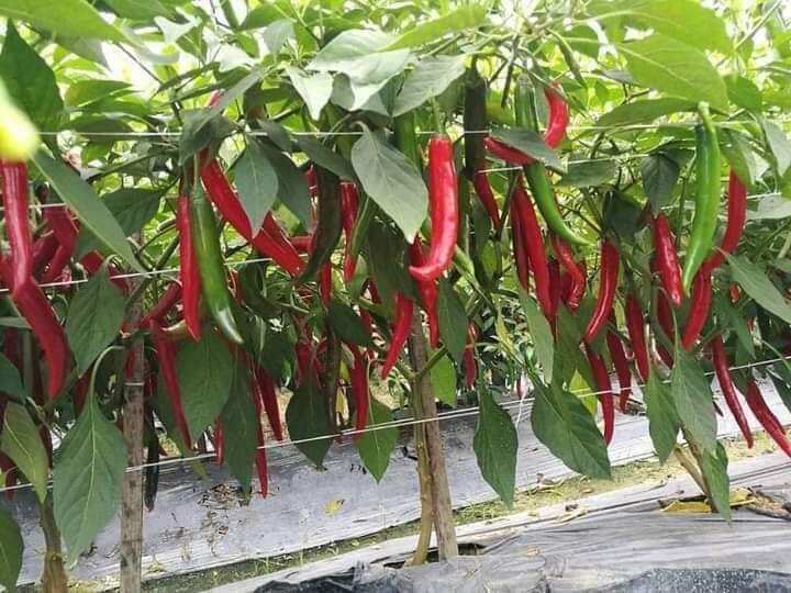 Hạt giống ớt chỉ địa