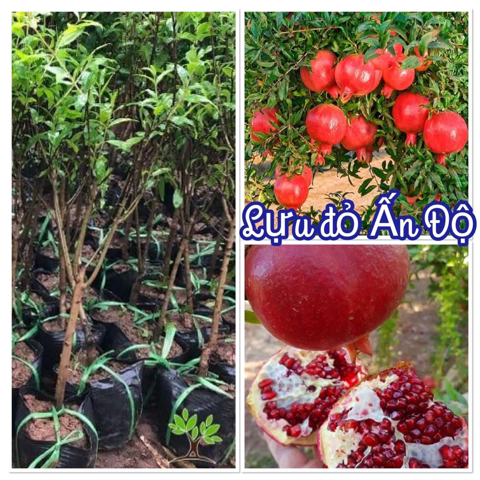 Cây giống lựu đỏ ấn độ
