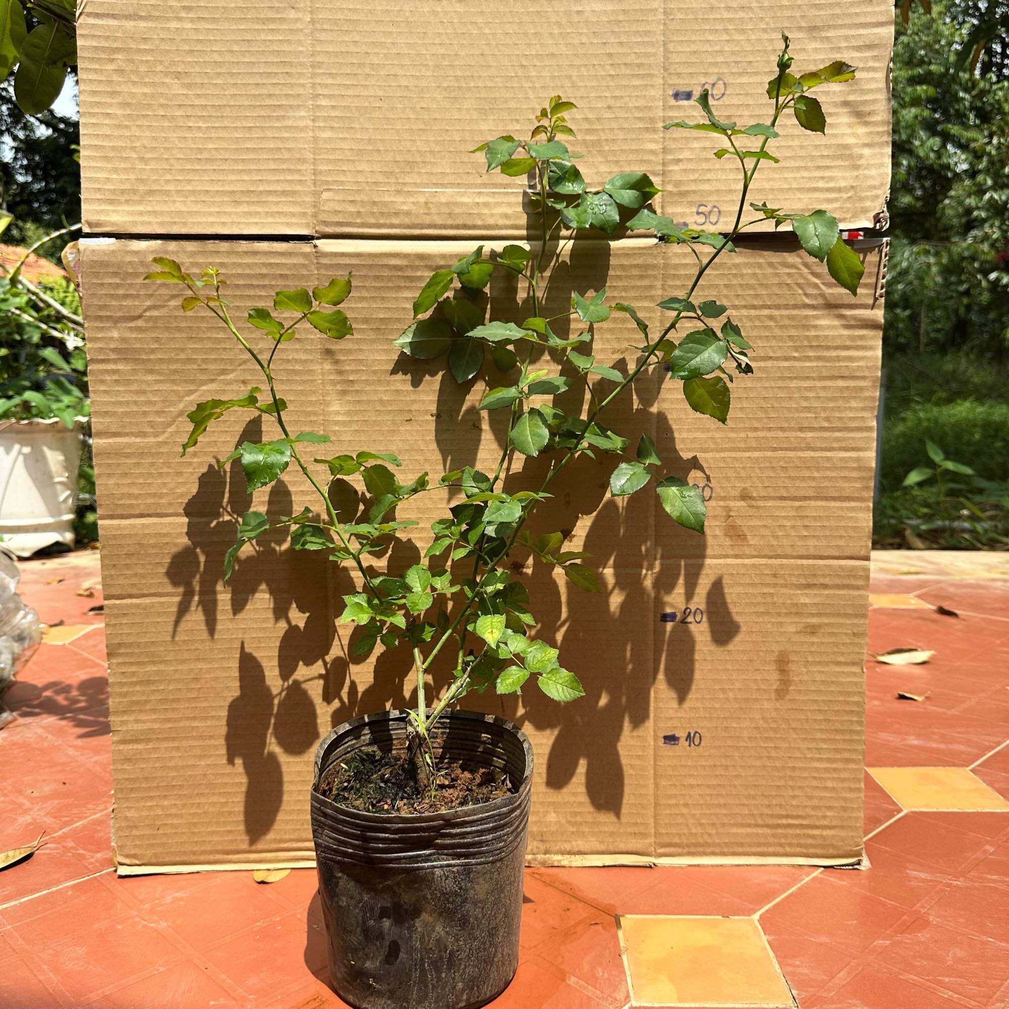 Hoa hồng Plume Rose (Leo) - form cánh cúp