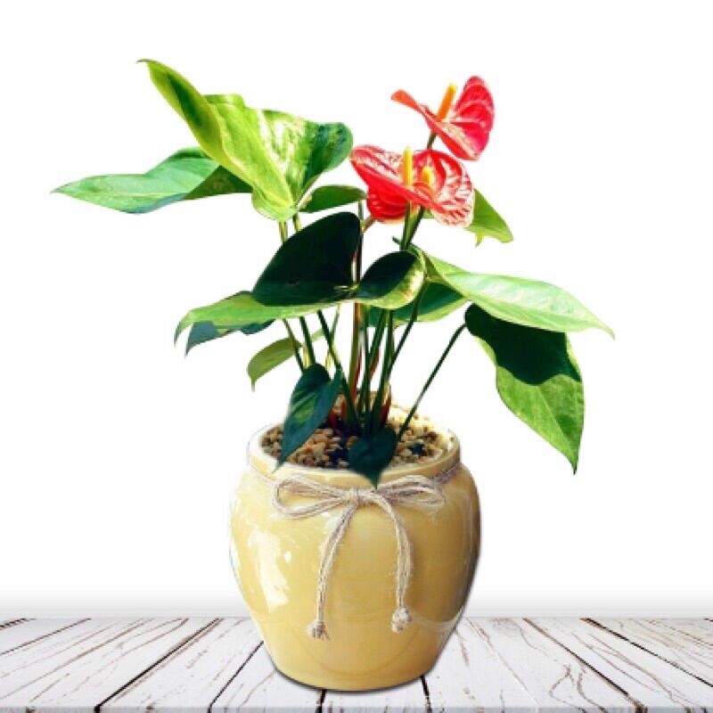 Cây hồng môn để bàn