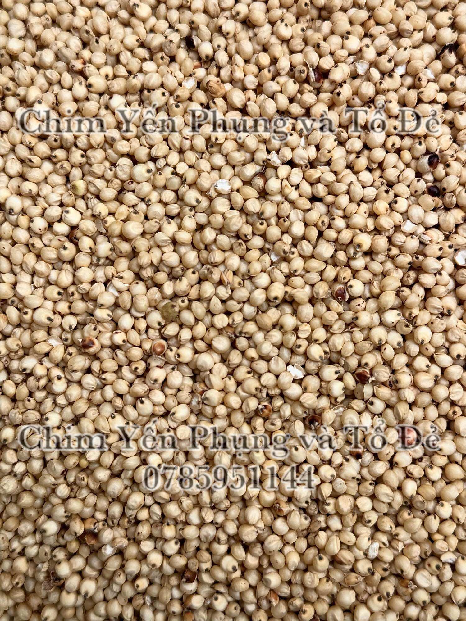 1kg hạt bo bo trắng (ý dĩ)
