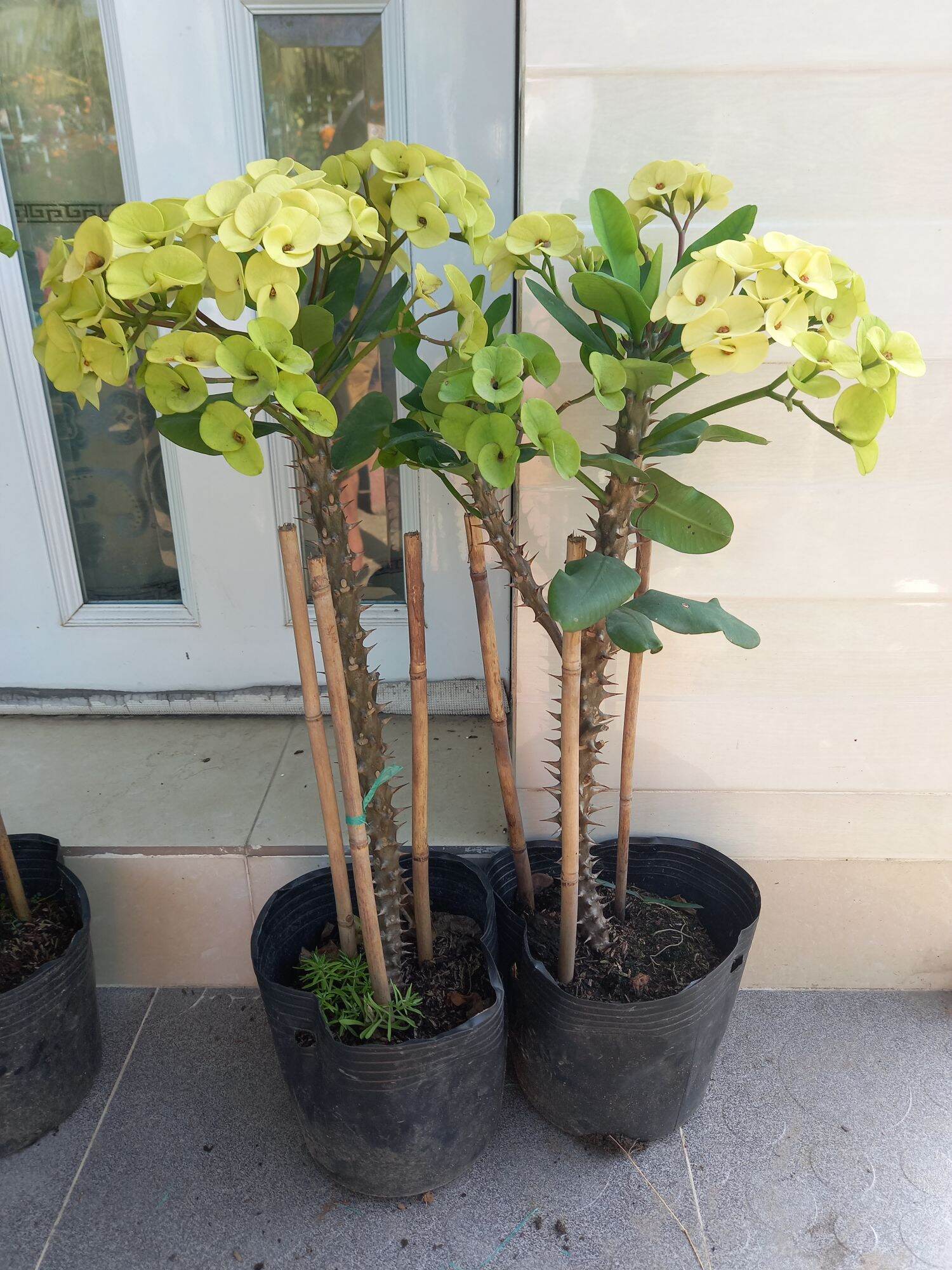 cây sương rồng bát tiên