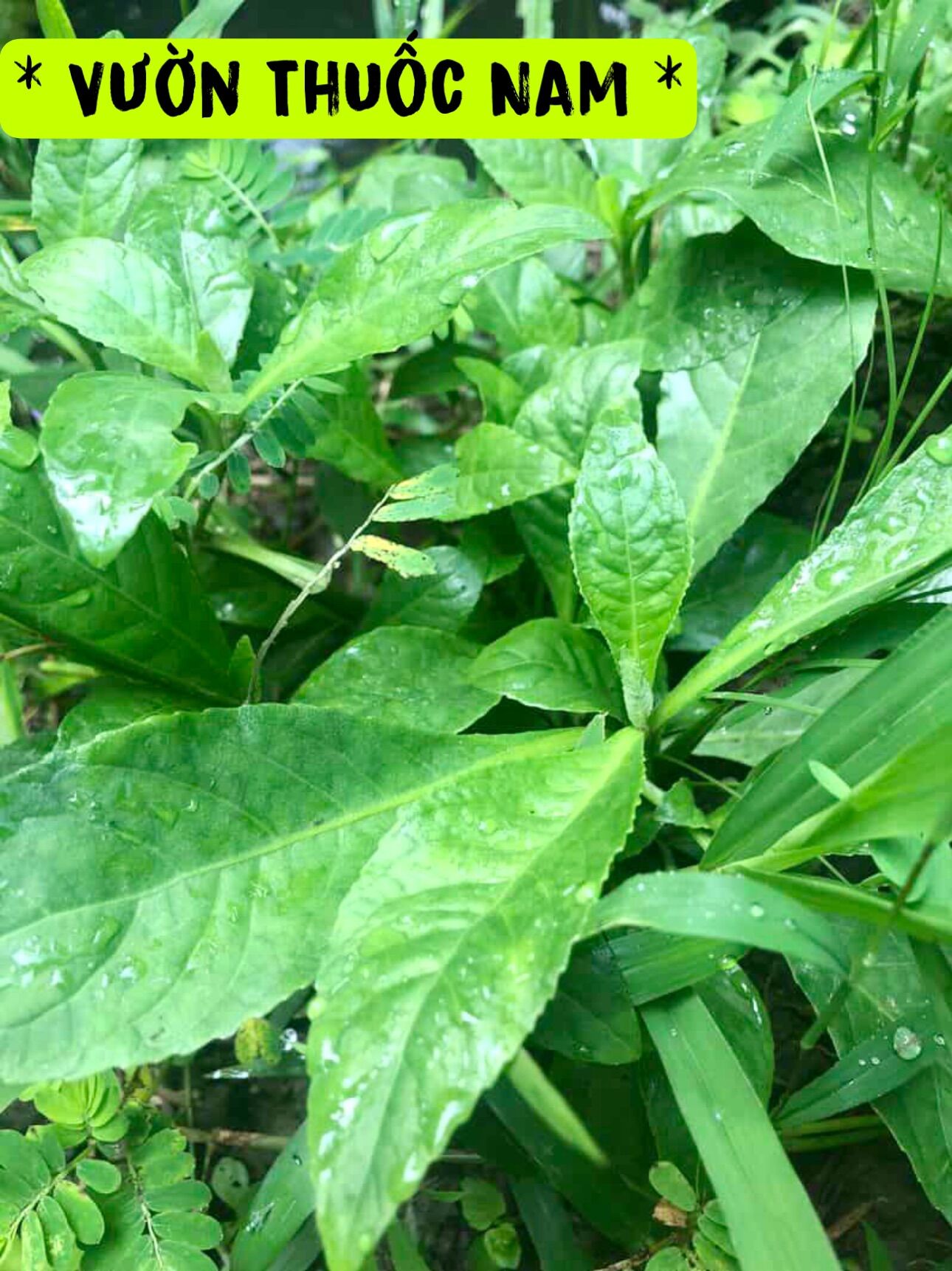 1kg cỏ lá xoài tươi ,cây cỏ thuoc hàn tươi ,cỏ lông nách tươi 1kg