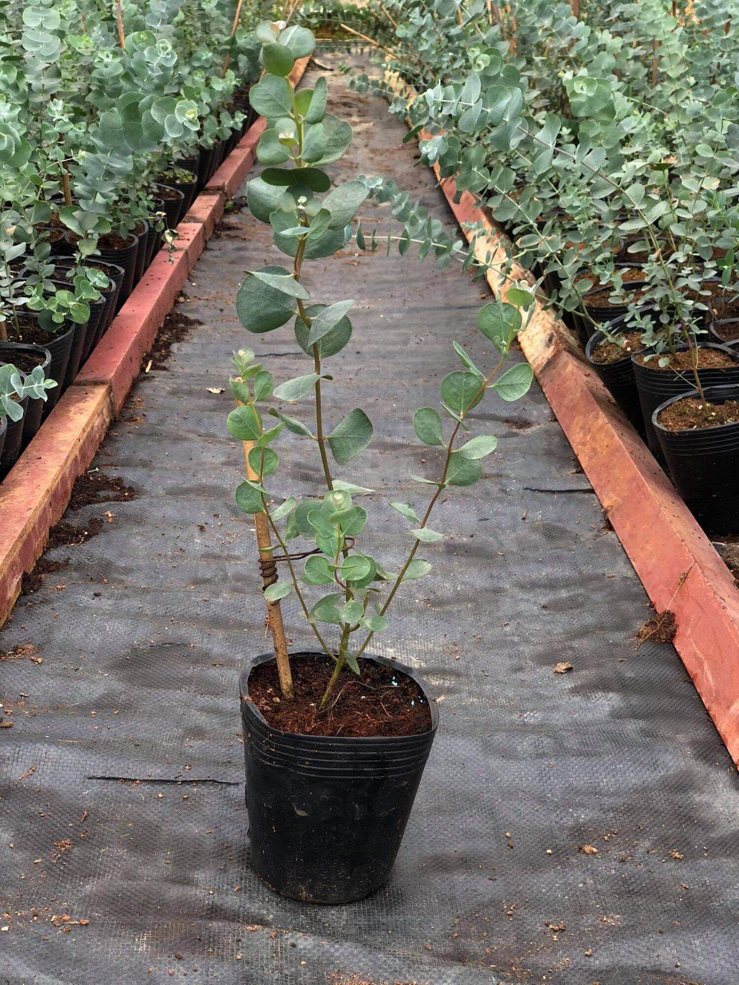 CÂY KHUYNH DIỆP - LÁ TIM ( WEBSTERIANA EUCALYPTUS)