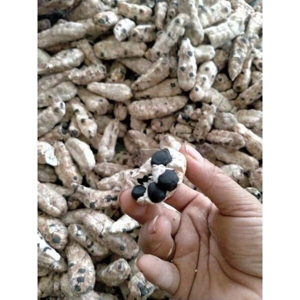 Lonely Banana Seeds 1kg