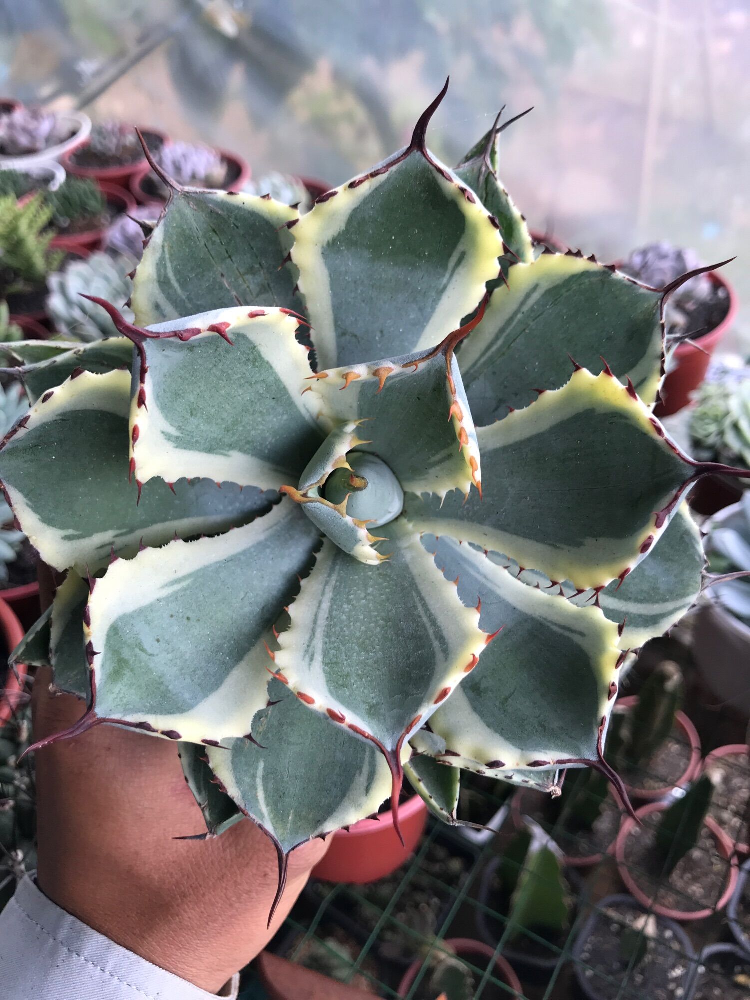 Sen Agave var  20cm+