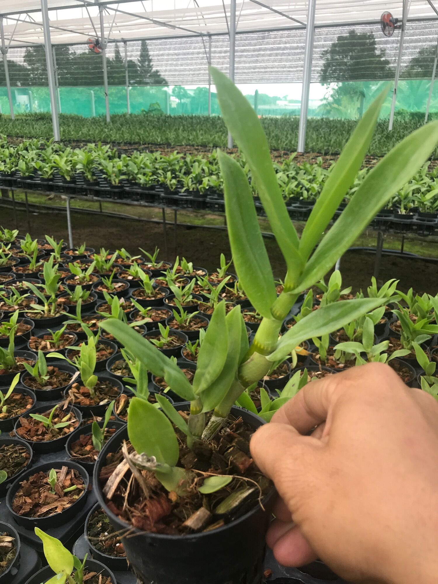 Denro Hoa Thơm Bà Liễu và Pensoda