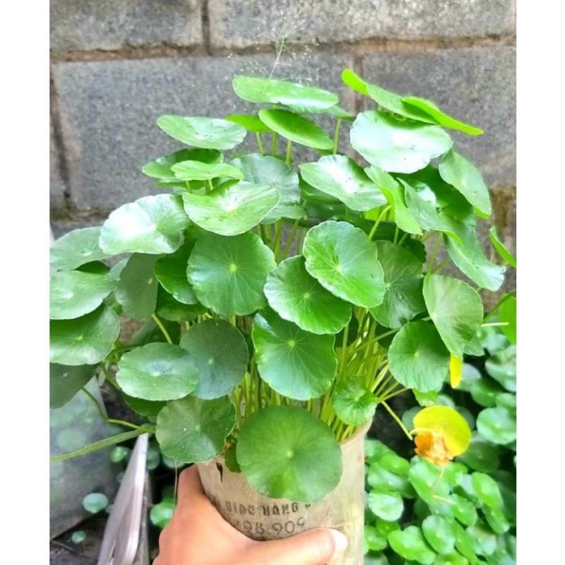 Cỏ đồng tiền trồng thủy sinh