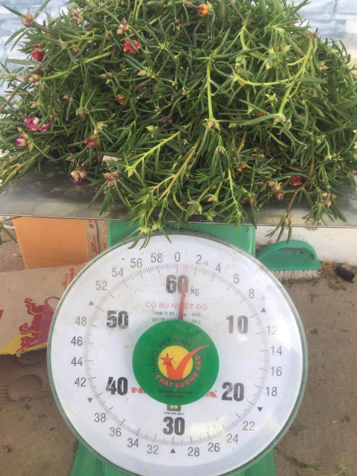 cành 10 giờ thái kép 1 ký 8 màu