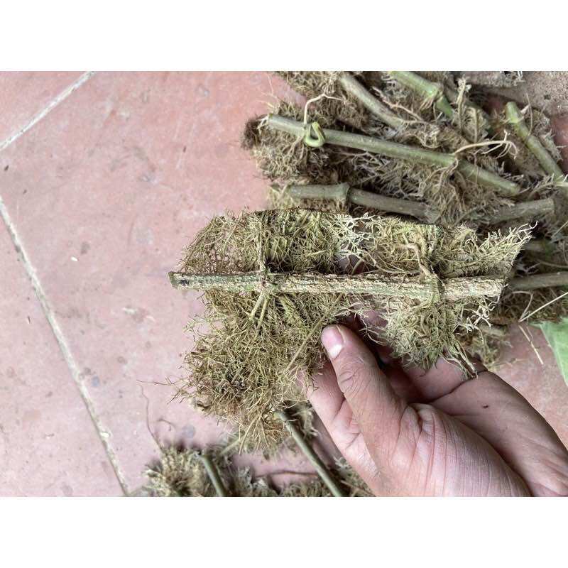 Cây trầu ta 10 thân có rễ(để ươm trồng)