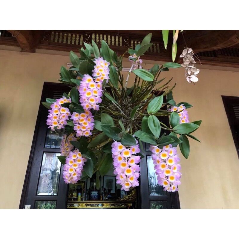Hoa Lan kiều tím