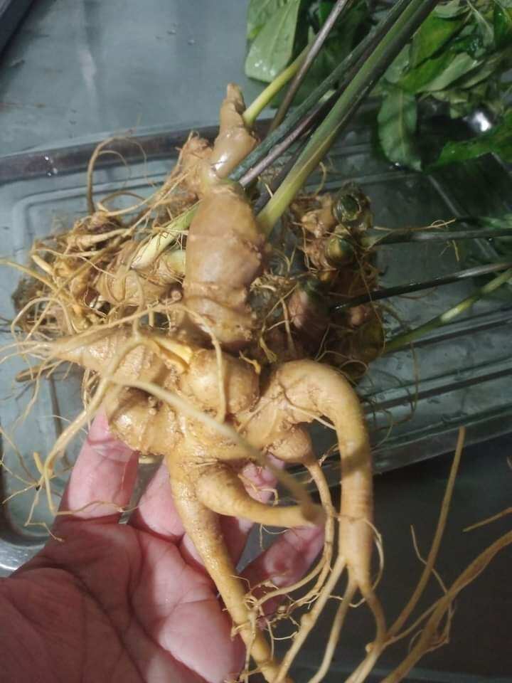 rượu sâm ngọc linh bình 1,8 lít