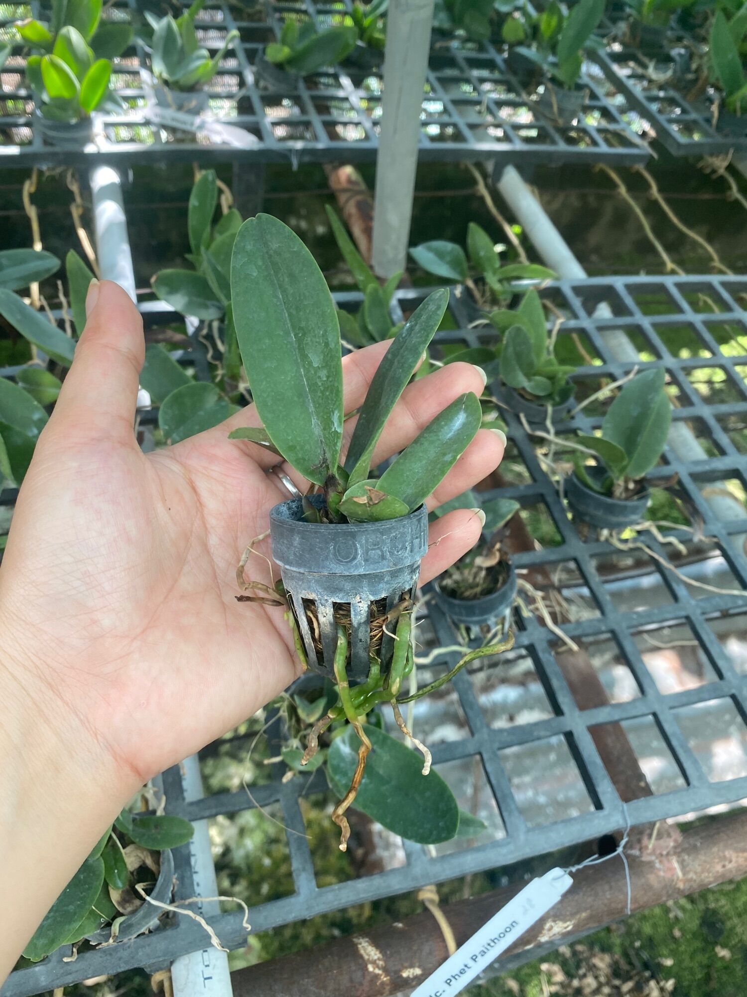 [HCM]TNX28 - Hoa Lan Cattleya Rlc Nakornchaisri Red - cây giống
