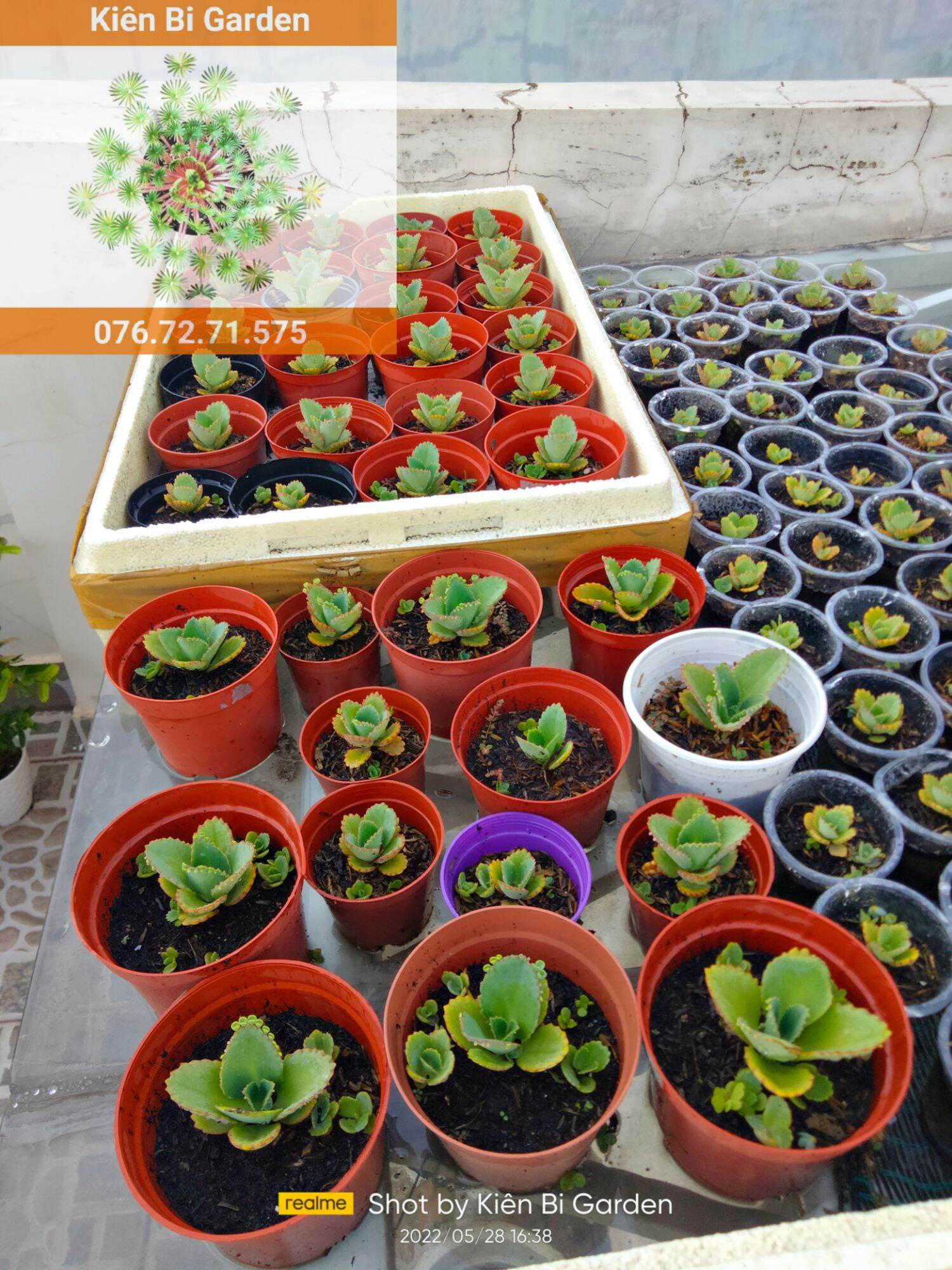 Cây nhỏ Kalanchoe | Sống đời núi | Kiên Bi Garden