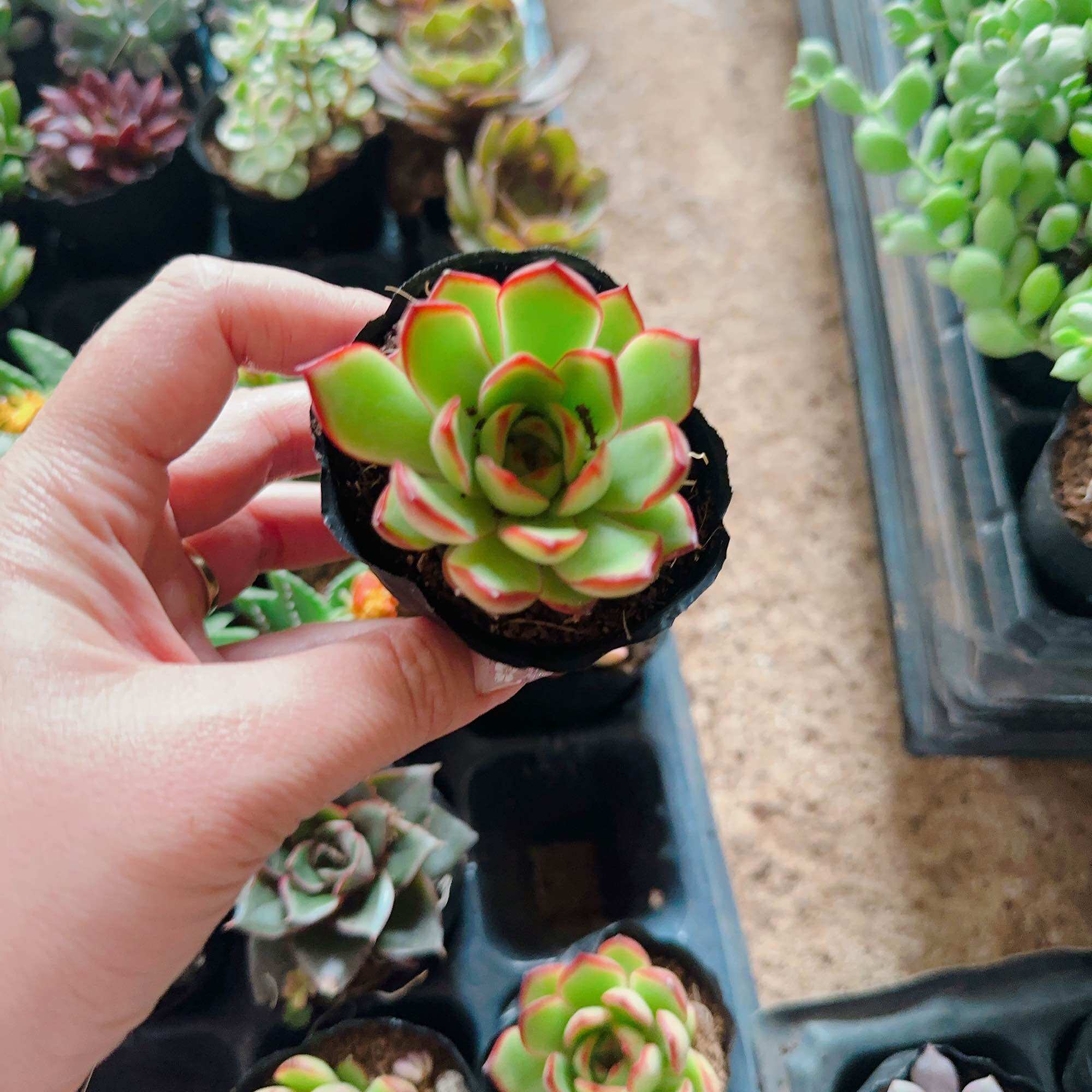 Sen đá viền đỏ size bầu 3-5cm