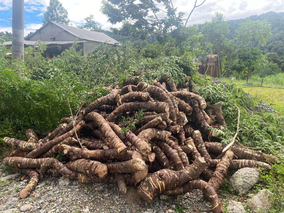 1kg củ bạc hà núi cây ráy voi. có sẵn
