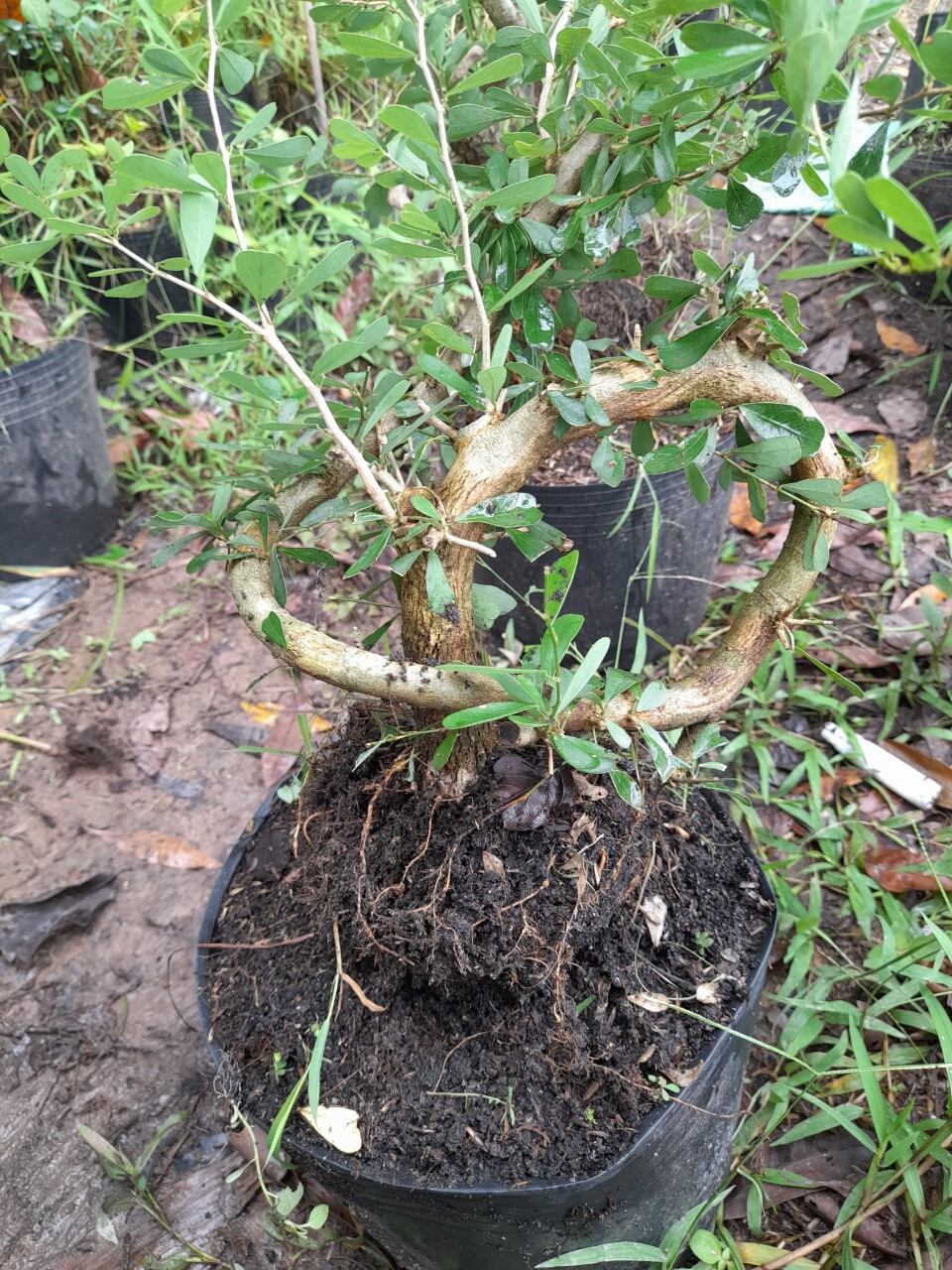 Bong Garden_Phôi Linh Sam Tím siêu bông_ uốn thân sẵn