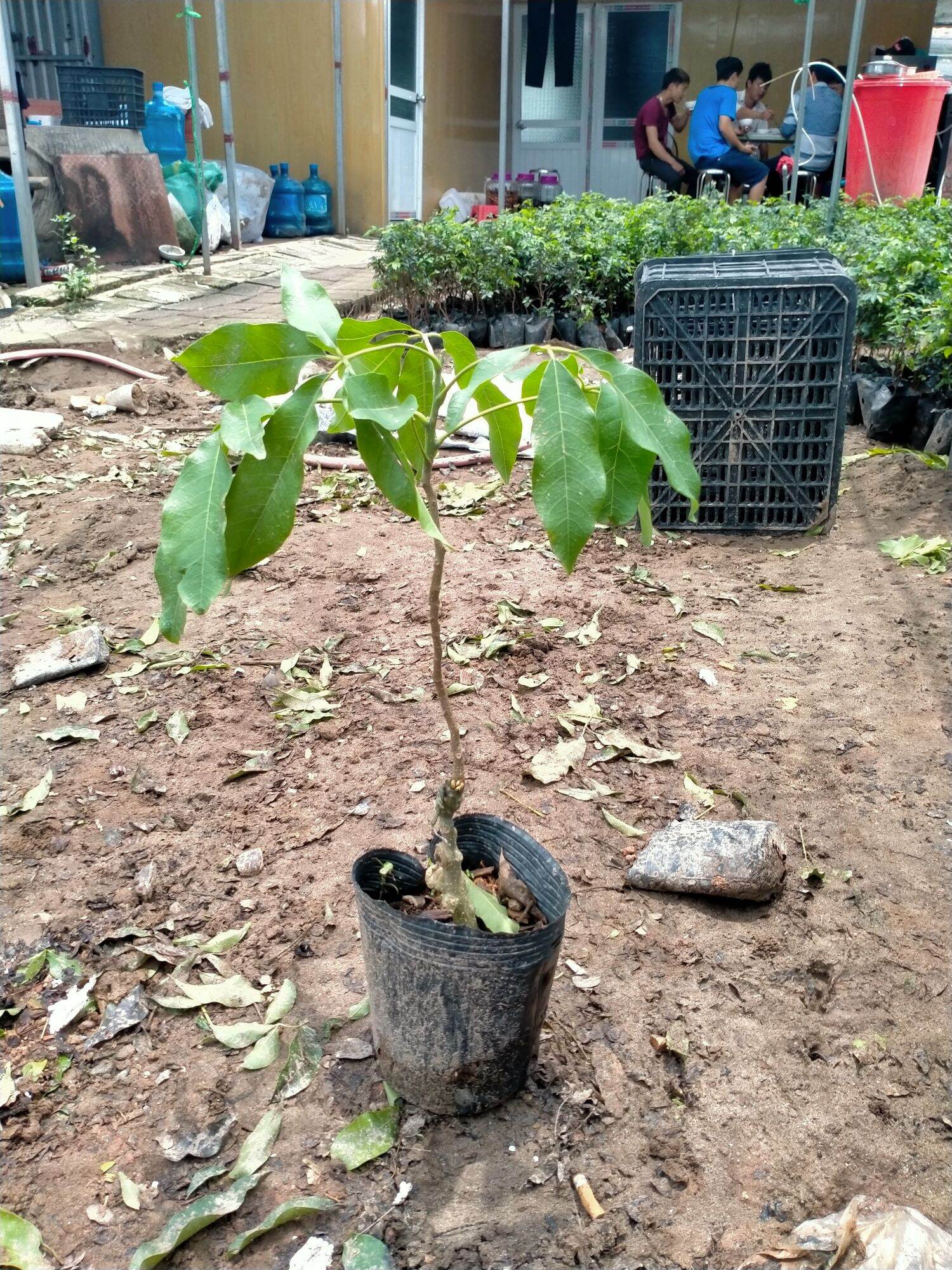 CÂY GIỐNG BÁNH KEM NHẬP KHẨU