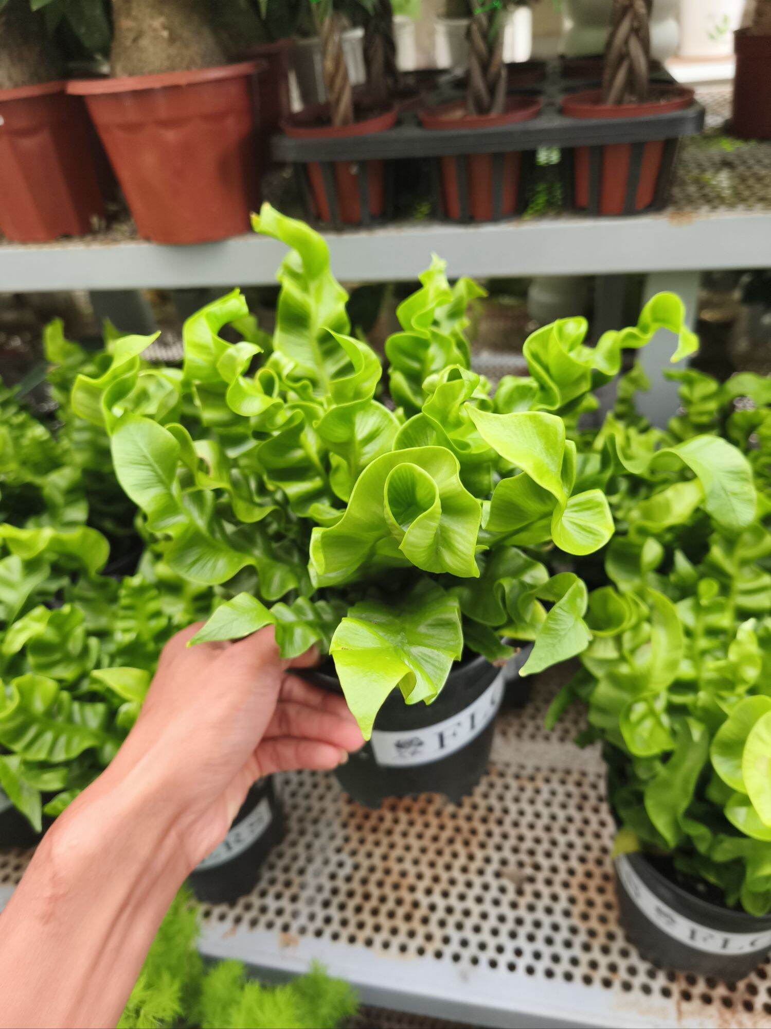 Cây dương xỉ tổ phụng