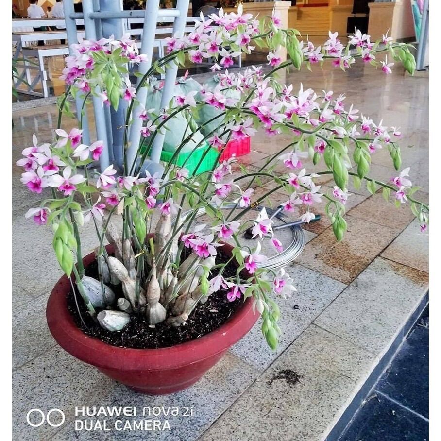 Củ hoa Lan bầurượi
