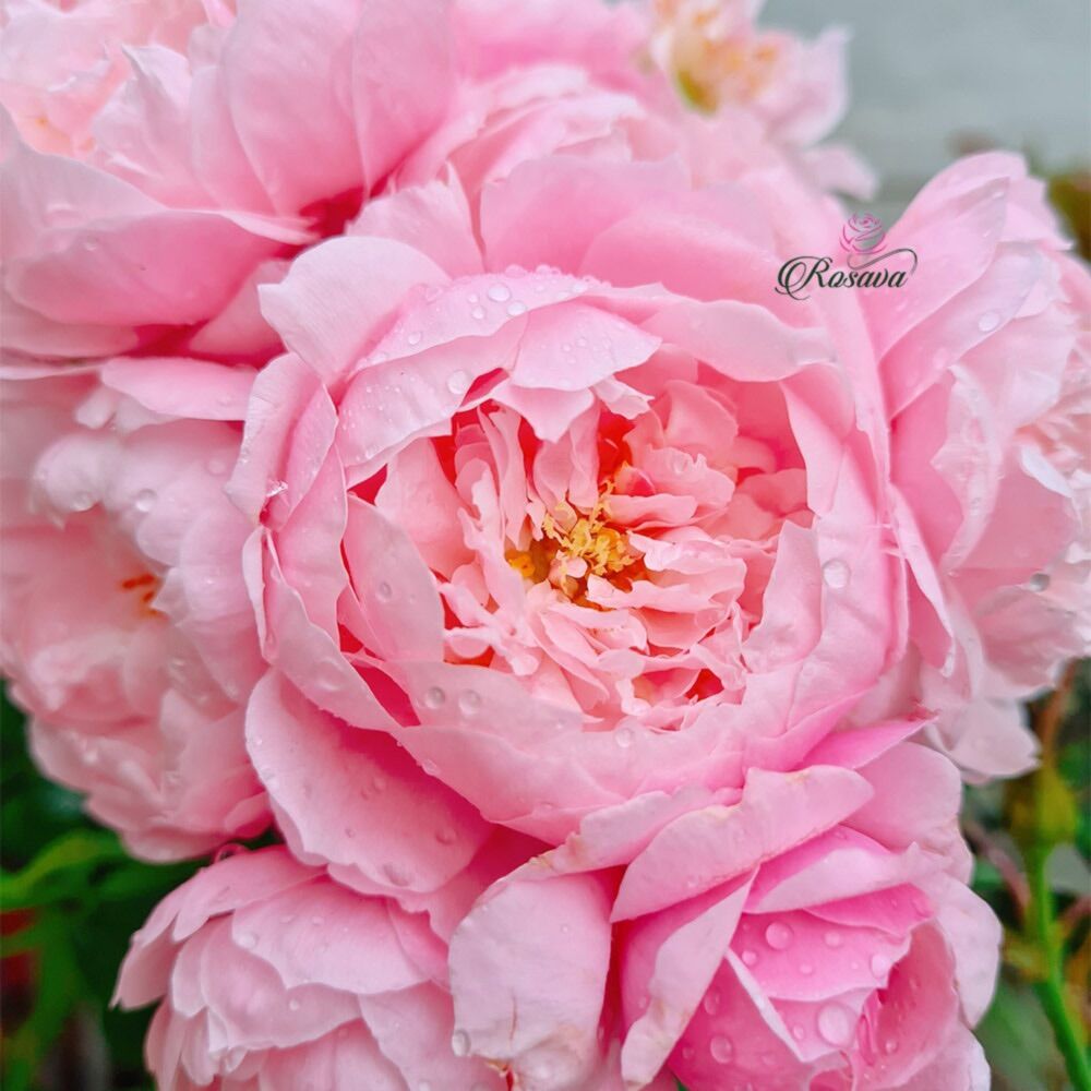 Hoa hồng Plume Rose - form cánh cúp