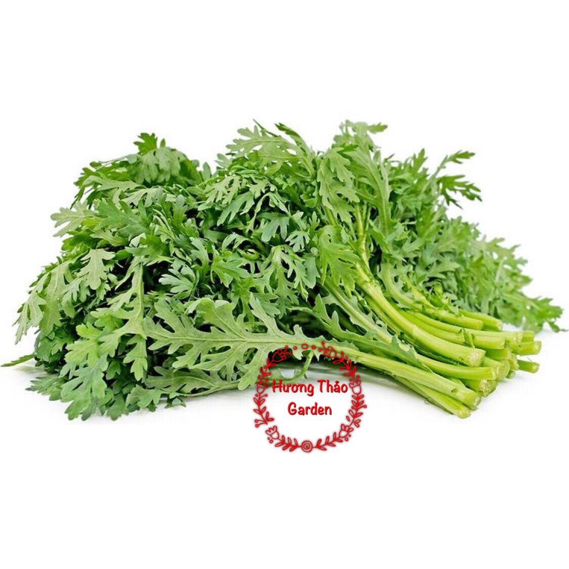 Hạt giống Tần Ô - Cải Cúc