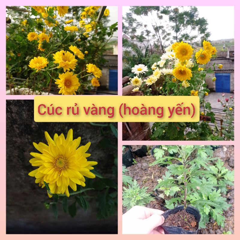 Cây giống cúc vàng rủ