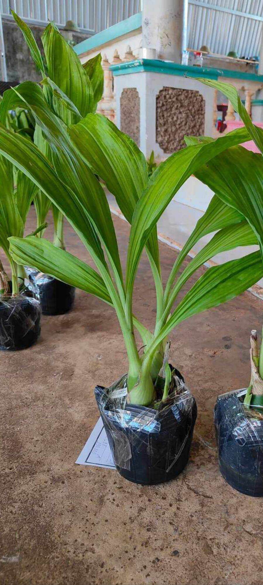 Địa Lan Hạc Đỉnh Hoa Đỏ ( bông nở tết)