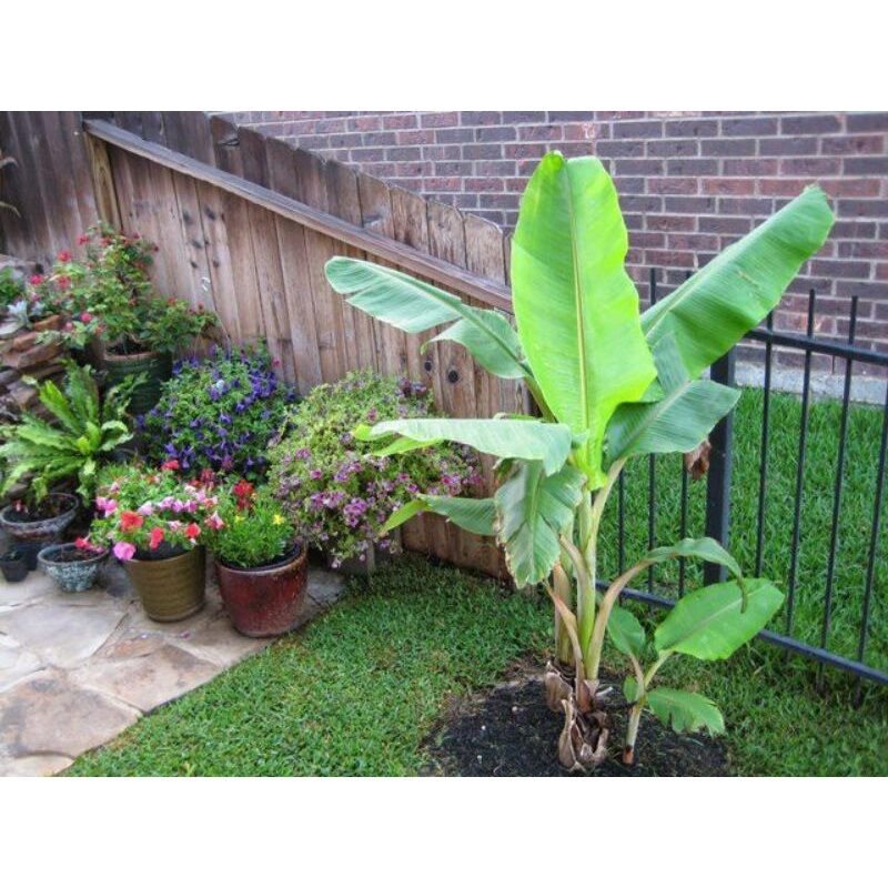 cây giống chuối già hương (chuối nam mỹ)