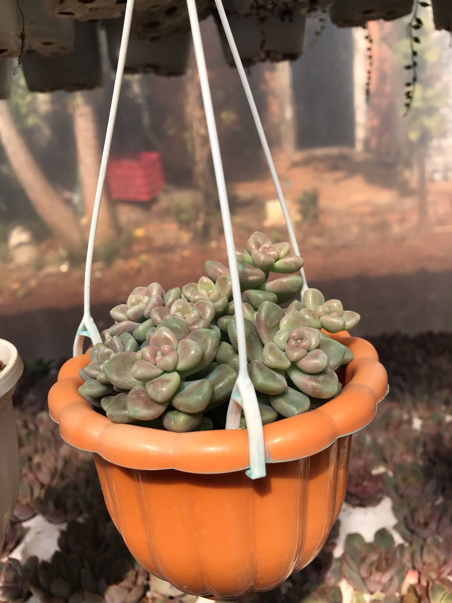 Sen đá kim tuyến cute size chậu treo mini